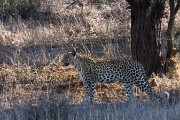 Leopard - Miera and cub